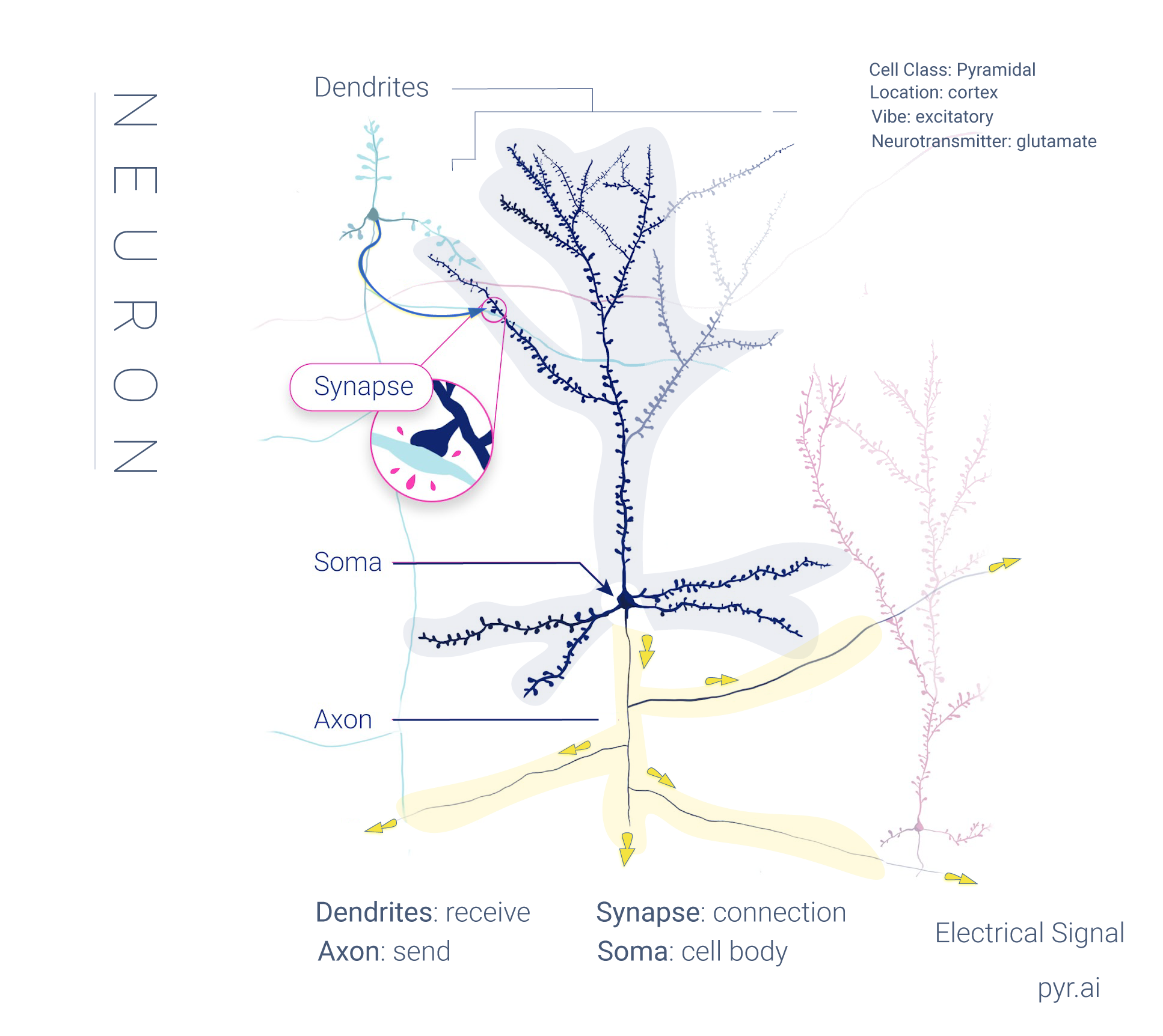 Neuron anatomy