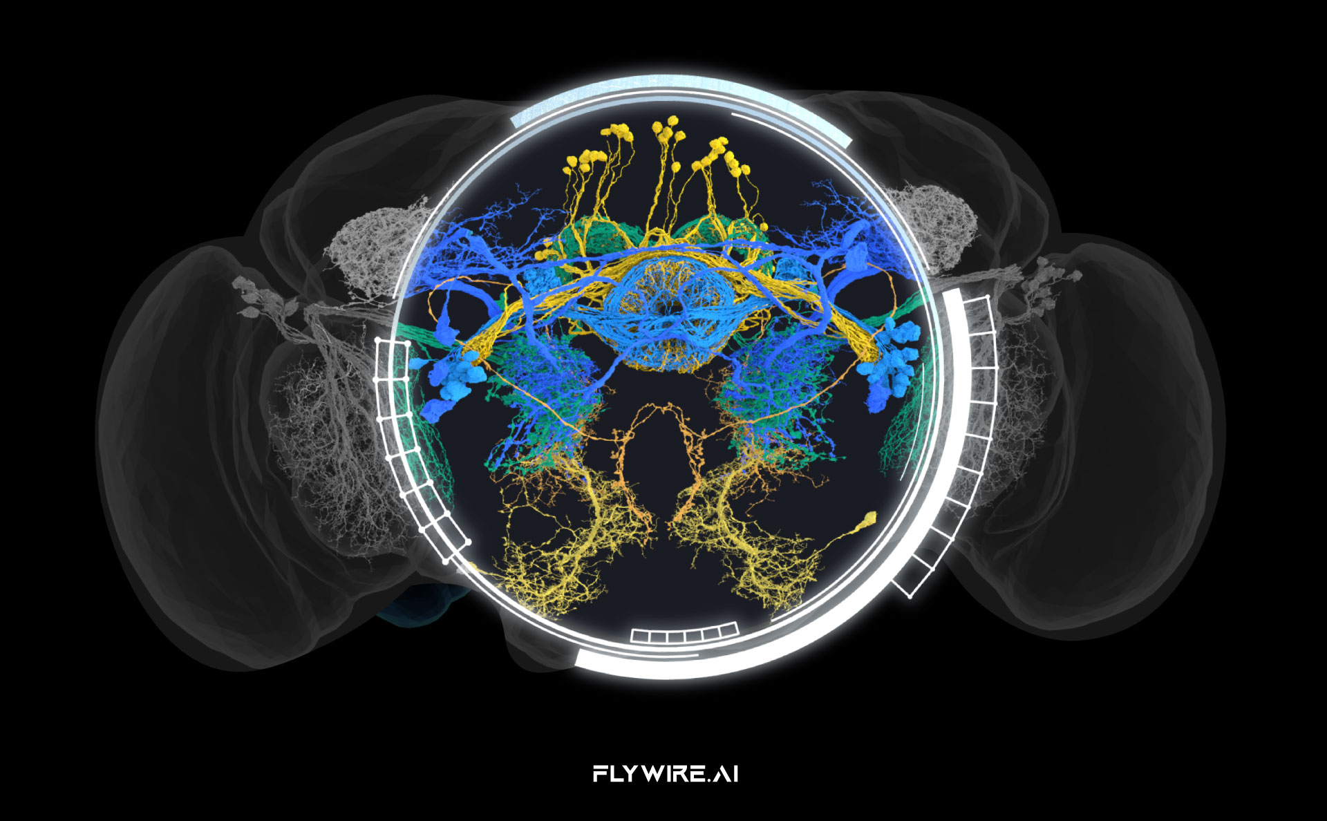 FlyWire.ai